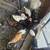 Chickens 1 thumbnail