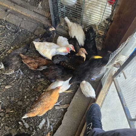 Chickens 1