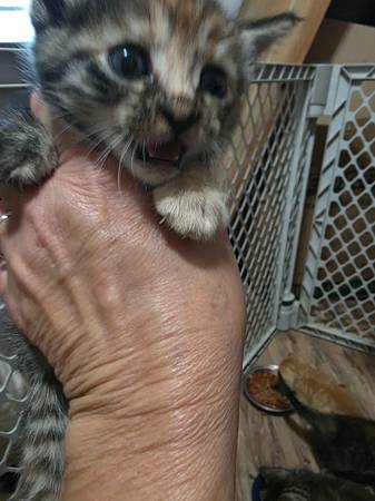 6 bebés peludos buscando sus hogares para siempre63836589790595121