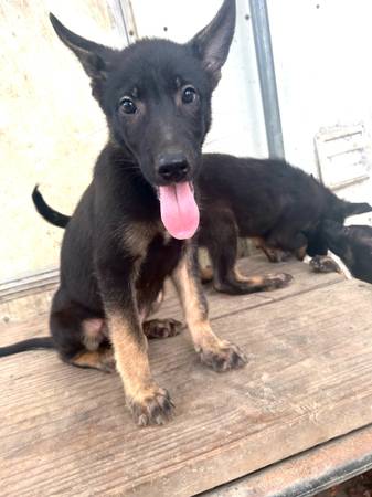 Pastor belga Malinois / Pastor alemán (Tillatoba)63625229126017122