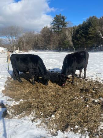 18 Month Old Jersey/Angus Steer, Pregnant Heifer 1