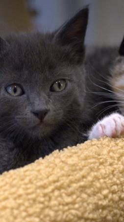 Gorgeous Grey kitten ready to adopt well Socialized (Dixon CA) (Dixon CA)63679341680257121