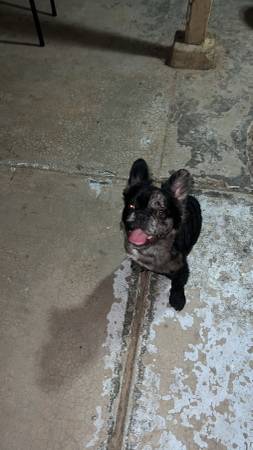10 month old male French bulldog63860185926273121