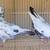 Highflyer Pigeon Pairs 1 thumbnail