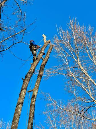 Pedro’s tree removal 1