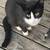 2 male cat 1 thumbnail