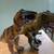 4- Toys r Us soft rubber Dinosaurs 5 thumbnail