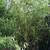 Tall Edible Japanese Cane Bamboo  (园竹） 2 thumbnail