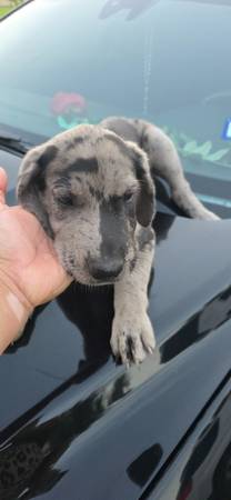 Great Danes (Donna)64036268591361121