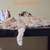 Persian Kitten 1 thumbnail