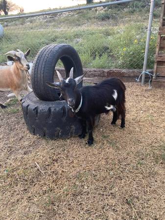 Cabras enanas nigerianas (Kempner)63839343930241120