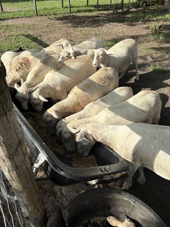 Katahdin Sheep (Citra)63687900765825121