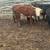 Hereford steer 4 thumbnail