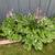 Variegated Hostas 1 thumbnail