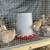 CHICK SPECIAL!!! Chicks & Almost Laying Hens 9 thumbnail