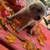 Golden Retreiver 13 thumbnail