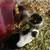 Guinea pigs 20.00 4 thumbnail
