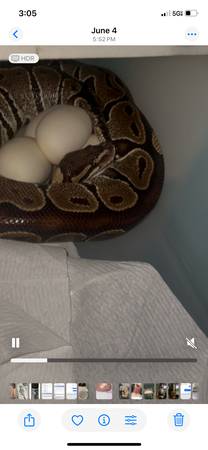 Ball python en venta63967976950658120