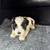PUPPY REHOMING 2 thumbnail