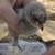 5 Standard Breed Cochins chicks 5 thumbnail
