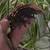 Crested geckos 5 thumbnail