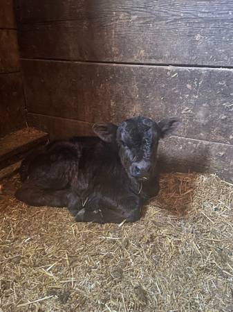 Bottle calf Heifer 1