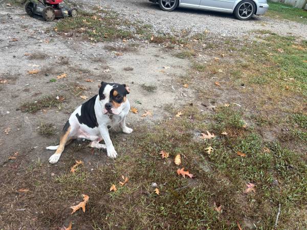 Macho XL Bully de 1 año (Hertford NC)63882942532227124
