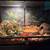 Bearded dragon and ball python 4 thumbnail