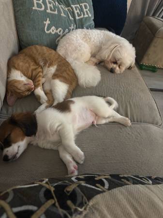 Tierno gatito naranja de 5 meses ? (Tacoma)63853557690499120