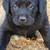 English Labrador 4 thumbnail