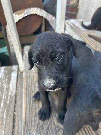 Rehoming GRATIS.99 CACHORROS (Los Ángeles)63932506517891122