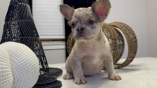 Fluffy female frenchie puppy (Melbourne)63867089771011120