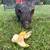 Mini pig for sale 1 thumbnail