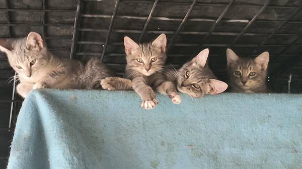 4 GATITOS DULCES (THOUSAND OAKS)63893713894146120