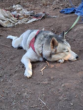 Rehoming our beautiful boy (Lake Oswego/Tigard)63895727387266120