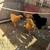 Buff orpington chikens 1 thumbnail