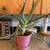 Aloe vera plants 1 thumbnail