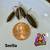 Bio Active Clean up Crew - Isopods and Springtails 14 thumbnail