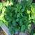 Healthy very large hydrangeas in a large resin planter 3 thumbnail
