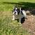 Female French Bulldog Pup 4 thumbnail