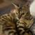 Rehoming Cat 2 thumbnail