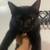 Missing cat 3 thumbnail