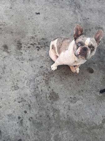 French bulldog (Los ángeles)63830036955395120