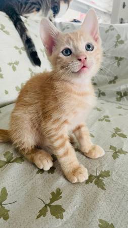 Ginger kitten 80$ (El cajon)63894602548355120