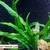 Aquarium Plants 9 thumbnail