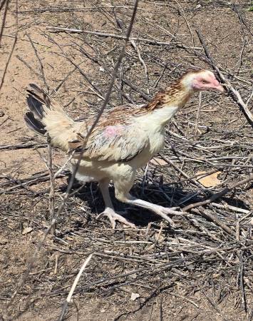 Ganoi Hen 1