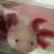 Axolotls 17 thumbnail