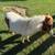 MINI RED AND WHITE PAINT FEMALE HORSE 15 mos - very petite 8 thumbnail