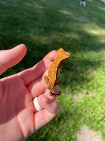 Hatchling crested geckos (Butler)63280374052993123