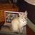 Please Help I think my cat was stolen 2 thumbnail